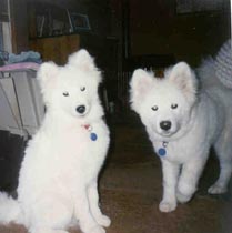 Slater (L) & Tiger (R)
