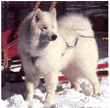Organization for the Working Samoyed