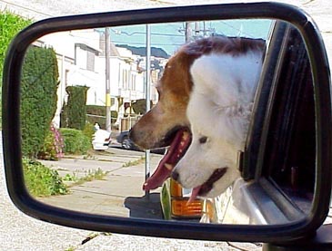 Shasta and buddy looking in a mirror