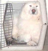 Cruz squeezing into a 300 crate.