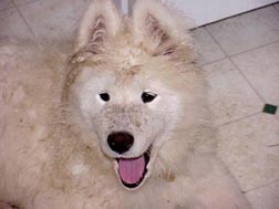 Shasta says " I  LIKE being dirty!"