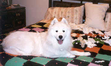 Kobi on bed shredding tissues