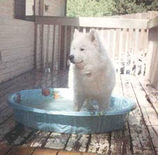 Maker cooling off in a friend's kiddie pool
