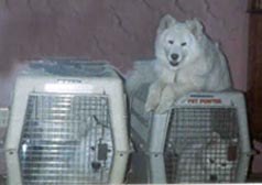 9 y.o. Porshia lounging on top of a crate