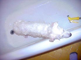 Shasta in the bath tub.
