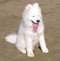 Shasta.  Tongue out on the beach.