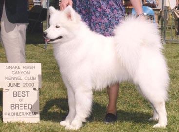  Best Of Breed  June 2000 under judge Robert Stein